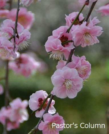 藤牡丹枝垂,甲東梅林にて